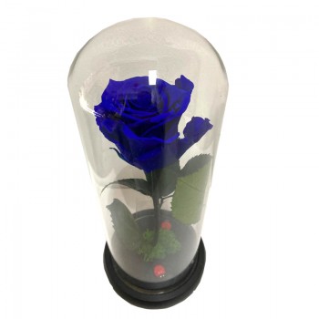 Trandafir criogenat albastru in Cupola