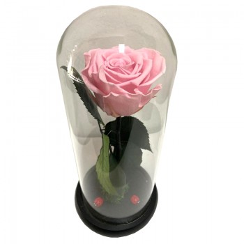 Trandafir criogenat roz pal in Cupola